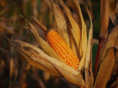 At the heart of every bourbon mash bill is corn.